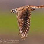 American Kestrel in Flight