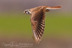 American Kestrel in Flight