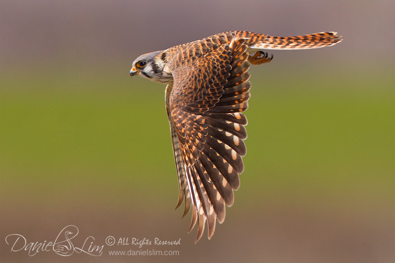 American Kestrel in Flight