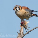 American Kestrel With Prey