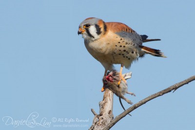 American Kestrel With Prey