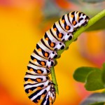 Black Swallowtail Caterpillar