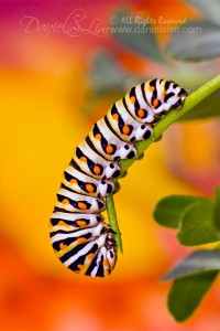 Black Swallowtail Caterpillar