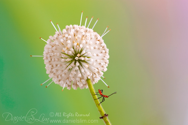 Leaf-Footed Bug Nymph and buttonbush