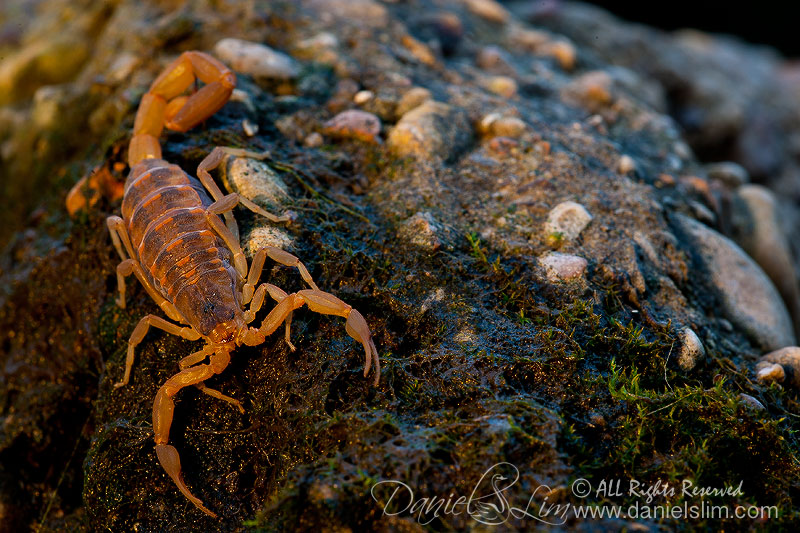 Texas Striped Bark Scorpion