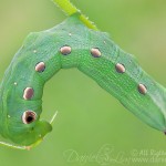 Tersa Sphinx Moth Caterpillar