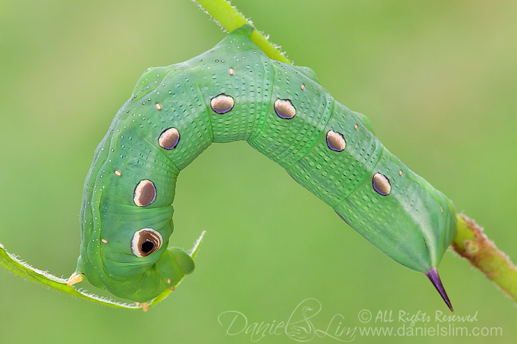 Tersa Sphinx Moth Caterpillar