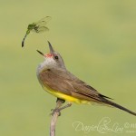 Western-KingBird-and-Eastern-Pond-Hawk