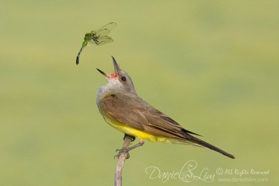 Western-KingBird-and-Eastern-Pond-Hawk