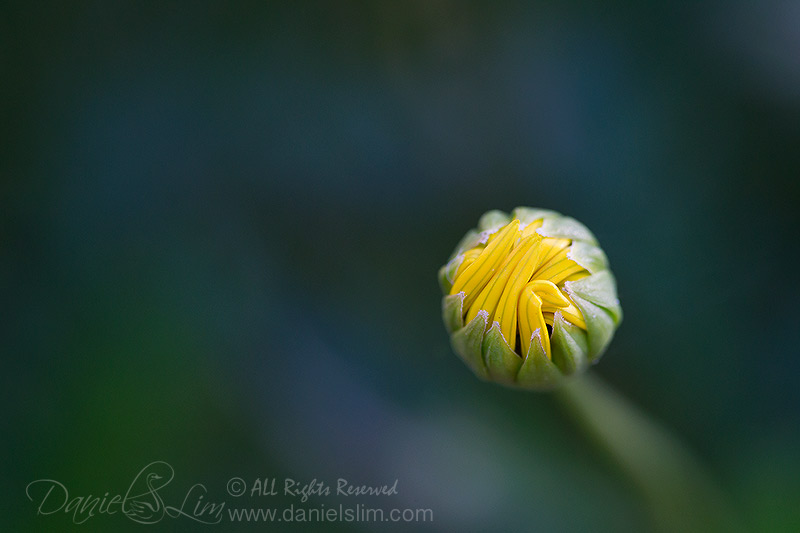 A daisy bud