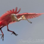 High Island Roseate Spoonbill Air Walking