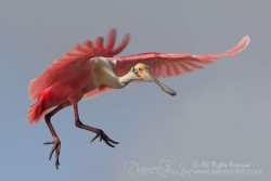 High Island Roseate Spoonbill Air Walking