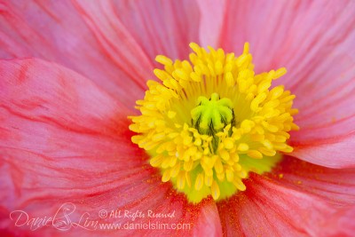 A Pink Poppy