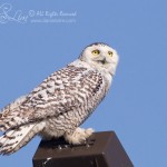 Rare Snowy Owl in Dallas, Texas