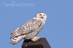 Rare Snowy Owl in Dallas, Texas