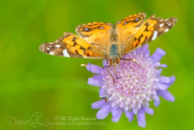 American_painted_lady