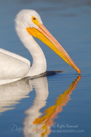 American White Pelican