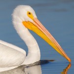 American White Pelican