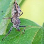 Assassin Wheel Bug - Arilus cristatus