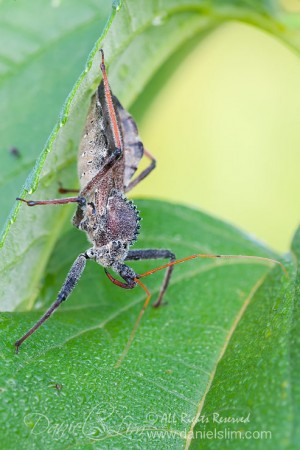 Assassin Wheel Bug - Arilus cristatus