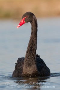 Black Swan in Texas