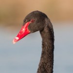 Black Swan in Texas