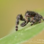 Green Fang's Bold Jumping Spider (Phidippus audax)