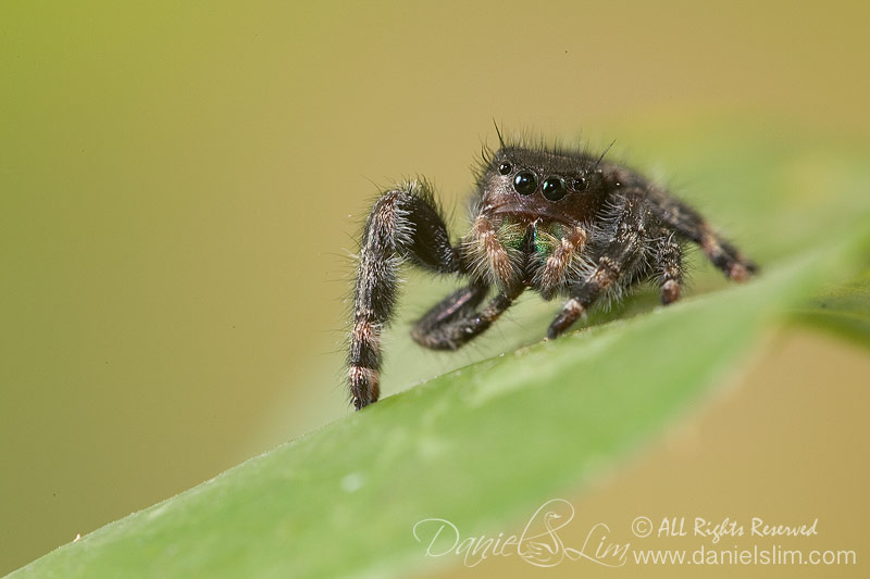 Green Fang's Bold Jumping Spider (Phidippus audax)