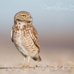 Burrowing Owl