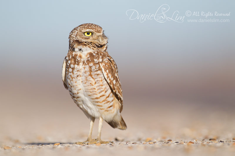 Burrowing Owl