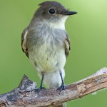 Eastern Phoebe flycatcher on a Perch