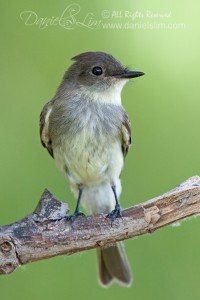 Eastern Phoebe flycatcher on a Perch