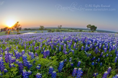 Evening Bluebonnet at Ennis, Texas