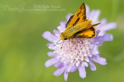 Fiery-Skipper