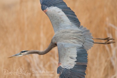 Great Blue Heron in Flight