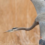 Great Blue Heron in Flight