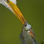 Great_Egret_with_a_fish