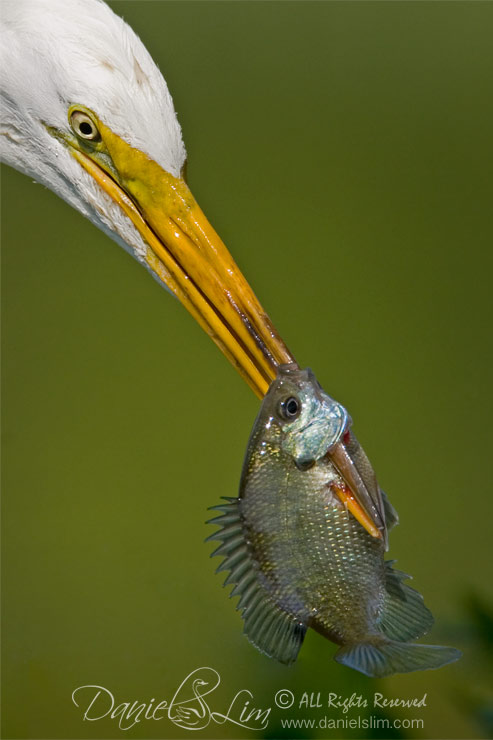Great_Egret_with_a_fish