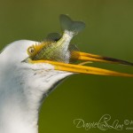 Great Egret eats a fish