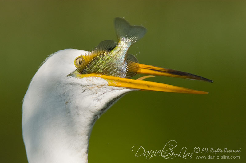 Great Egret eats a fish