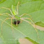 Green Lynx Spider with Prey