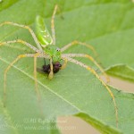 Green Lynx Spider with Prey