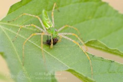 Green Lynx Spider with Prey