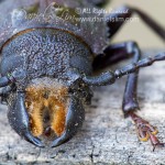 Hardwood Stump Borer (Mallodon dasystomus)