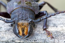 Hardwood Stump Borer (Mallodon dasystomus)