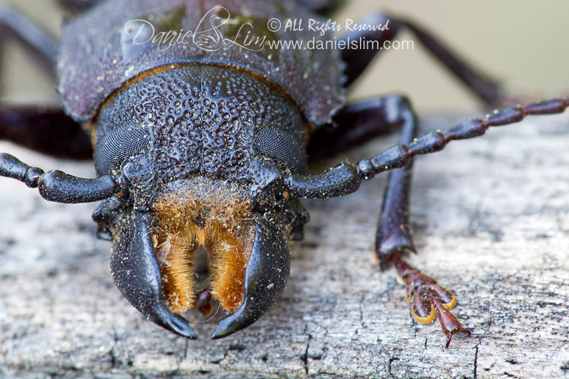 Hardwood Stump Borer (Mallodon dasystomus)