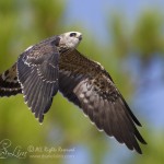 Juvenile Mississippi Kite In Flight