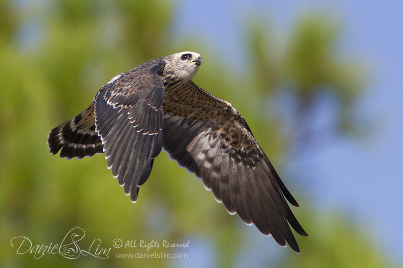 Juvenile Mississippi Kite In Flight