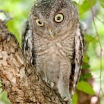 Juvenile Eastern Screech Owl