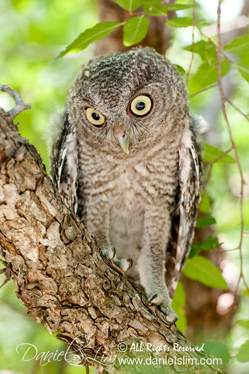 Juvenile Eastern Screech Owl